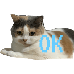 三毛猫のランさん