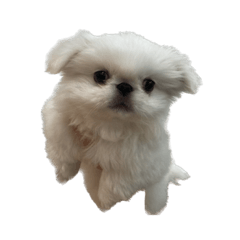 omochi_20230807233523