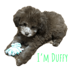 Duffy-