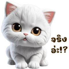 Salapao white cat cute