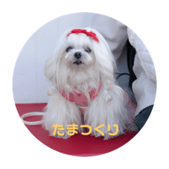 coco papa_20230809071409