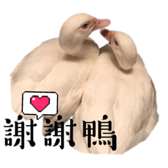 Cute Duck*