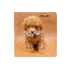 sakura_20230809020112