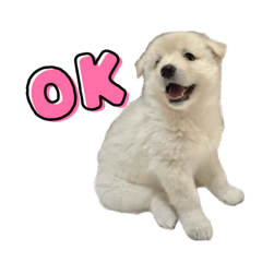 sakura_20230809141451