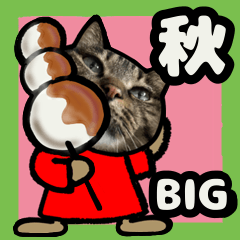 キジトラ猫BIG12(秋)