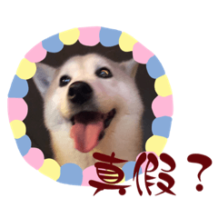 柴妹妹在幹嘛