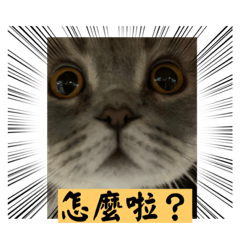 娜娜的貓貓