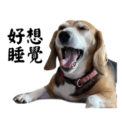 Miru the Beagle