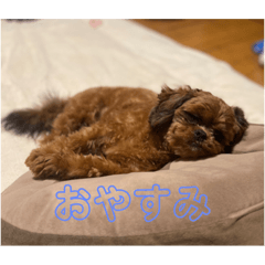 sakura_20230809195358