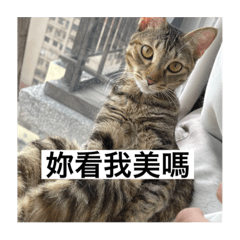喵咪哀哀哀哀