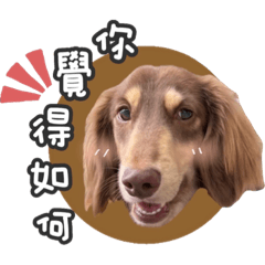摩艾奧迪