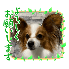 papillonpapillonpapillonpapillon