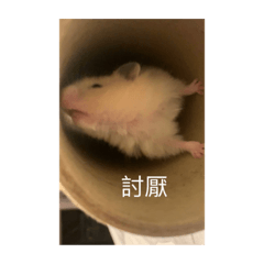 倉鼠大合集