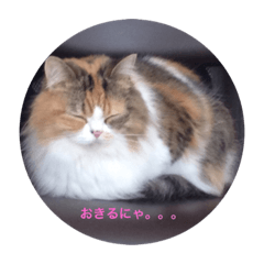 ねむねむにゃんこ改ver① - LINE スタンプ | LINE STORE