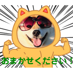 柴犬ハナ(✿・ω・)