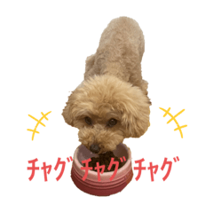 My dog "Fuku" the toypoodle
