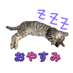 sakura_20230812024004