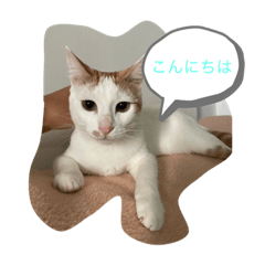 The cutest cat stamp