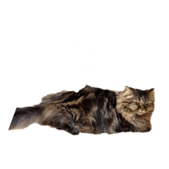 BB  （Meow）
