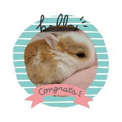 動物的日常～