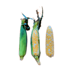玉蜀黍 玉米 貼圖