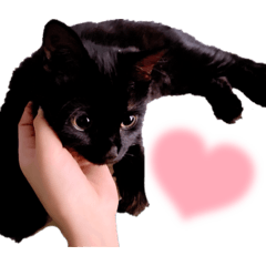 sakura_20230813071525