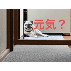 pug20230812