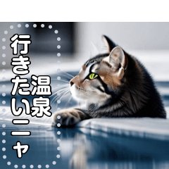 hot spring cat hot spring cat