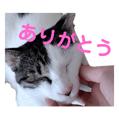 Renzi_20230813192900