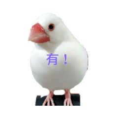 可愛文鳥.貓