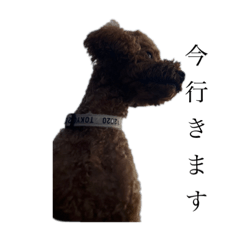 Tsubaki_20230813203033