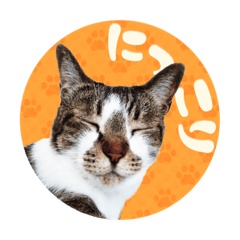 meine liebe Katzen