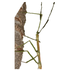 stick insect without wording-BIG