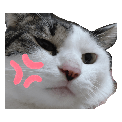 Renzi_20230813173017