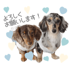 Uto&Mira_dachshund