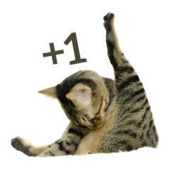 Mio it’s 猫だぞ！