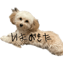 yuru_moco