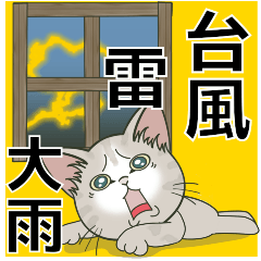 【台風•大雨•雷】仔猫のぽんにゃん