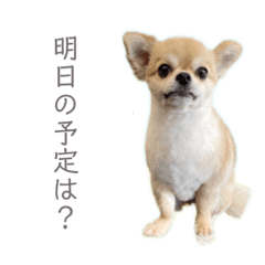 yusakucyan