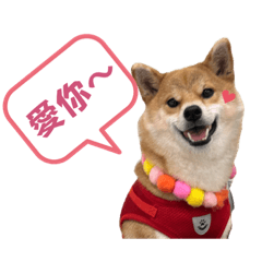 柴犬Yumiの表情包-第二彈！