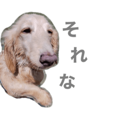 peco_20230814211730