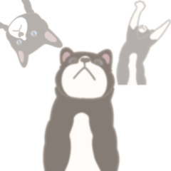 CAROL - TUXEDO CAT 1