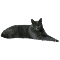 My so cute cat.