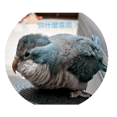 飯糰無表情日常