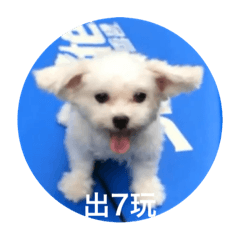 小麥愛把鼻