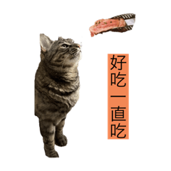三頭波波生活