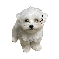 Mochi's Collection 1