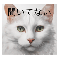 White cats in Japanese