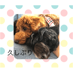 Dog stamps Kuro Komu