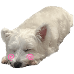 Cream Westie
